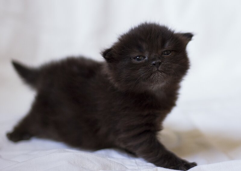 Black Kitten Lying — Calm, Photograph