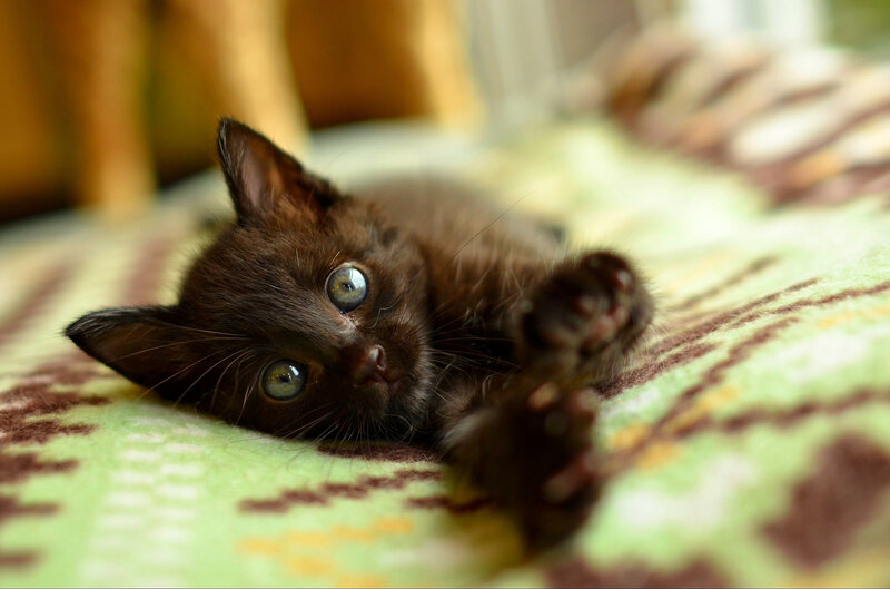 Black Kitten Lying Down — Brown