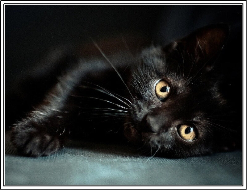 Black Kitten Lying Down — Calm, Night