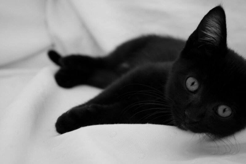 Black Kitten Lying Down — Calm, Photograph, Blanket