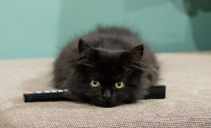 Black Kitten Lying Down — Calm, Photograph, Remote Control