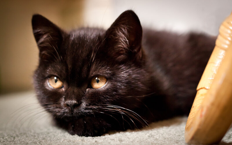 Black Kitten Lying Down — Calm, Photograph