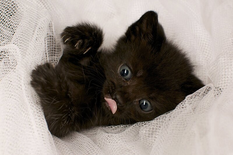 Black Kitten Lying Down — Calm, Photograph, White Fabric