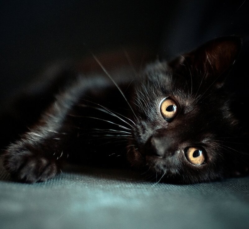 Black Kitten Lying Down — Calm