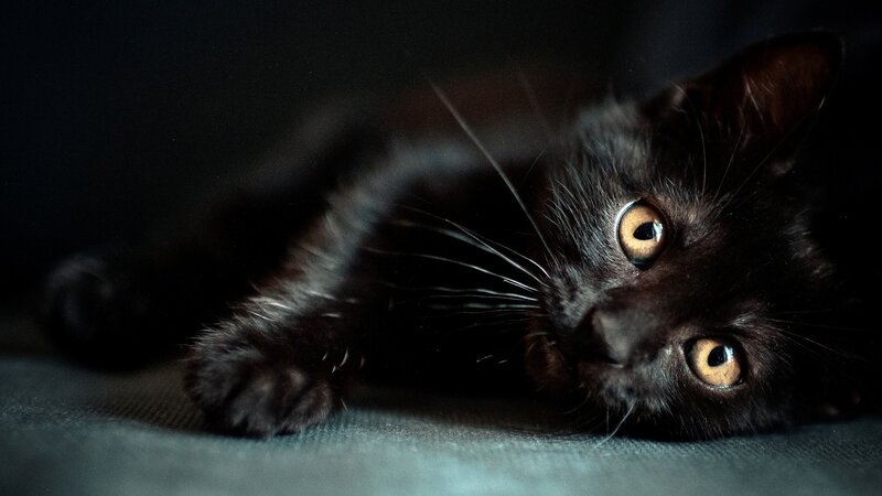 Black Kitten Lying Down — Dark, Night
