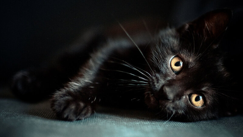 Black Kitten Lying Down — Dark