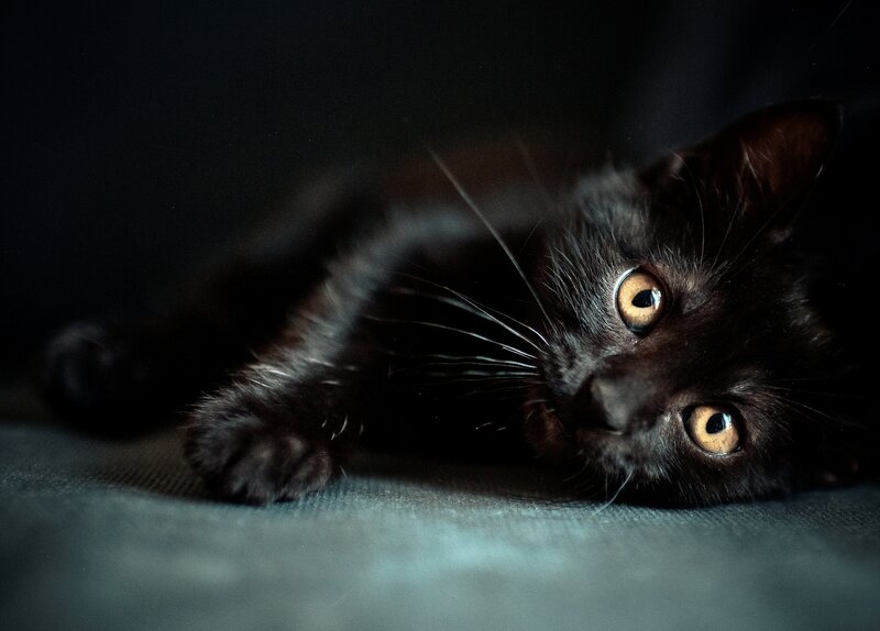 Black Kitten Lying Down — Dramatic, Night, Photograph