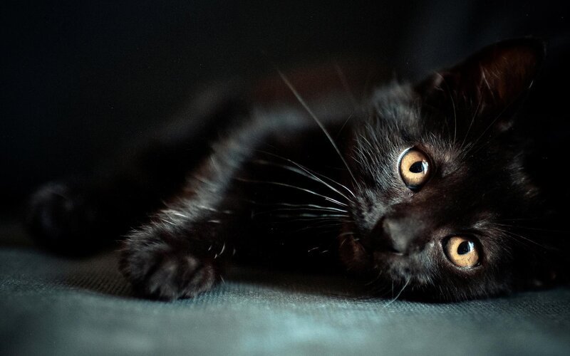 Black Kitten Lying Down — Dramatic, Night