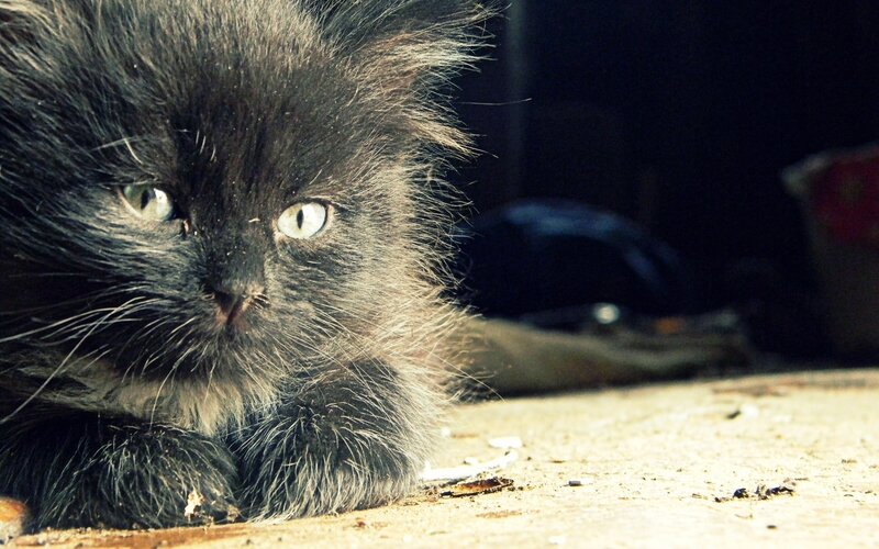 Black Kitten Lying Down — Dramatic, Photograph