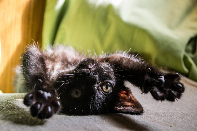 Black Kitten Lying Down — Playful, Photograph