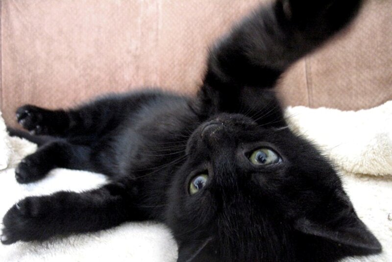 Black Kitten Lying Down — Playful