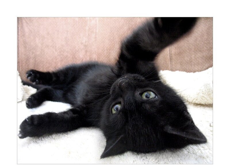 black kitten lying on back