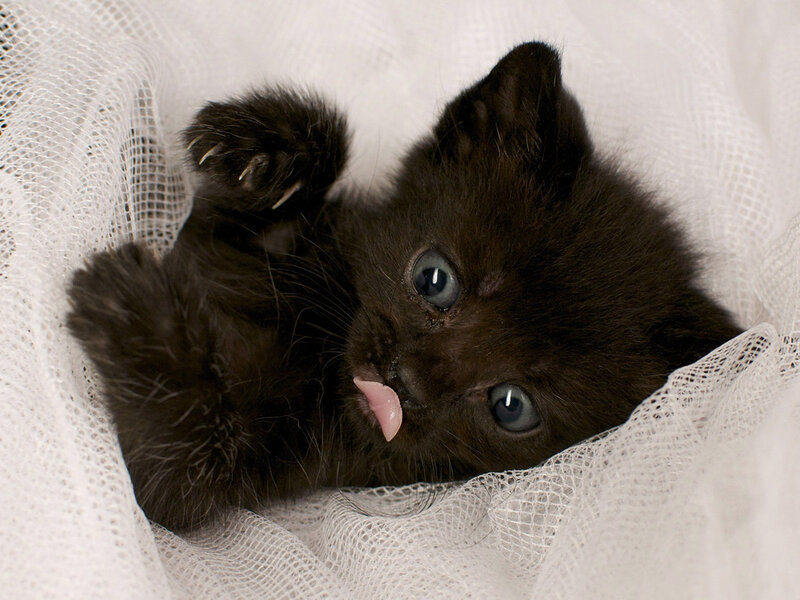Black Kitten Lying