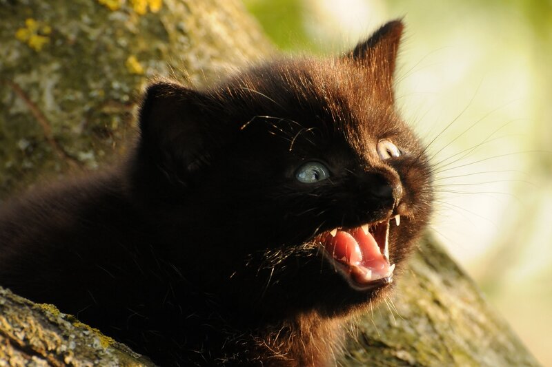 Black Kitten Meowing
