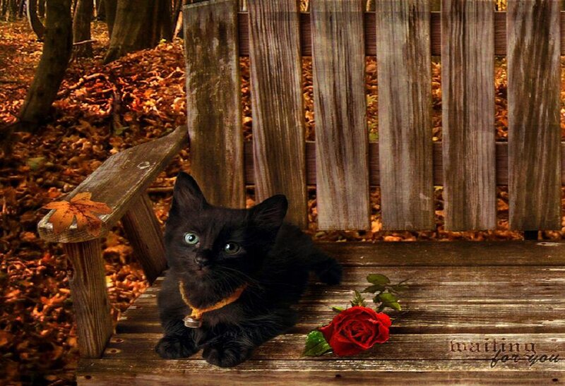 Black Kitten on Bench