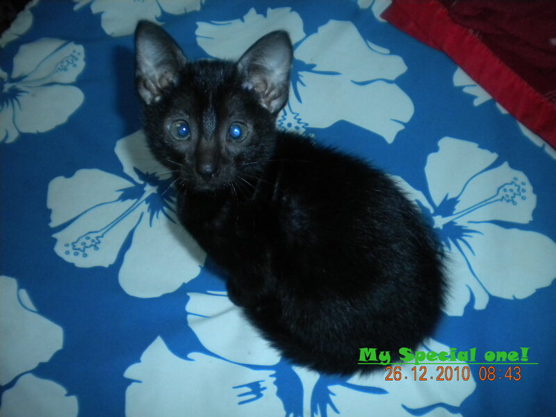 Black Kitten on Blanket — Blue