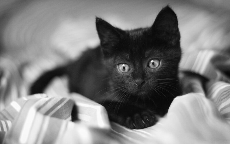 Black Kitten on Blanket — Calm, Photograph