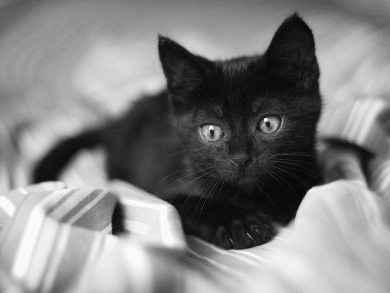 Black Kitten on Blanket — Calm