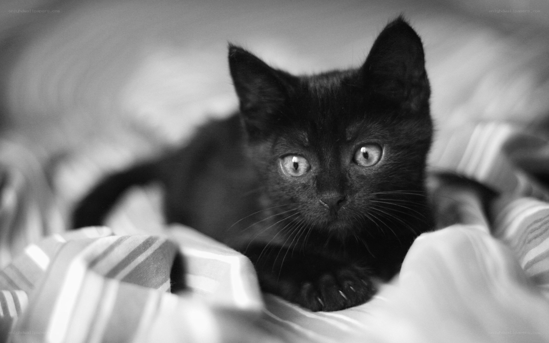 black kitten on blanket