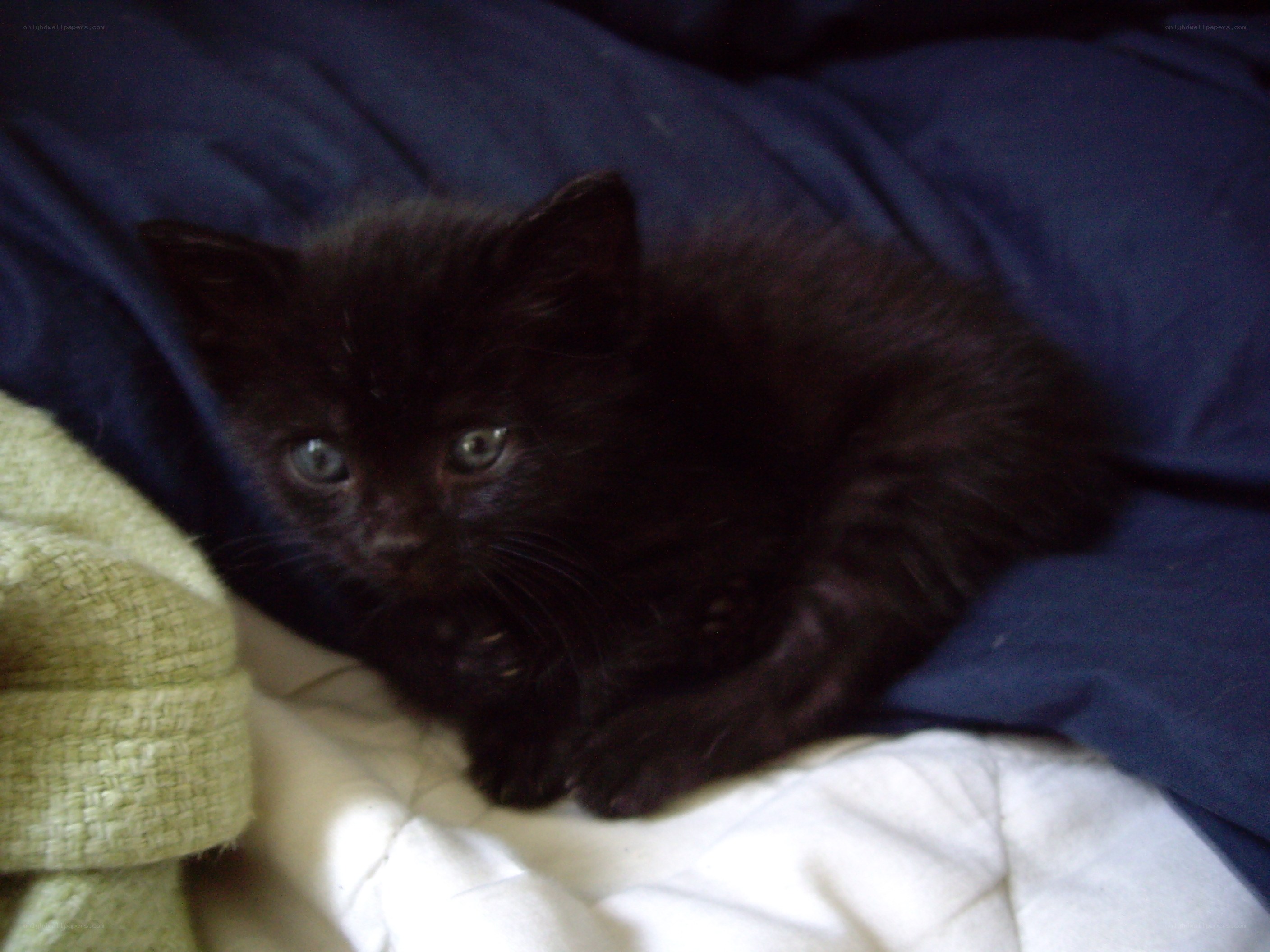 black kitten on blankets