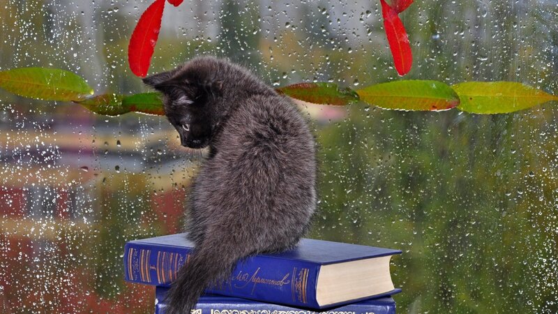 Black Kitten on Books — Gray