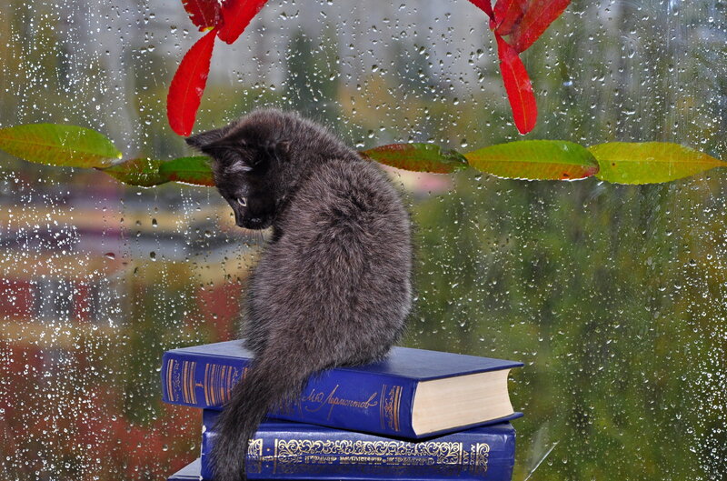 Black Kitten on Books