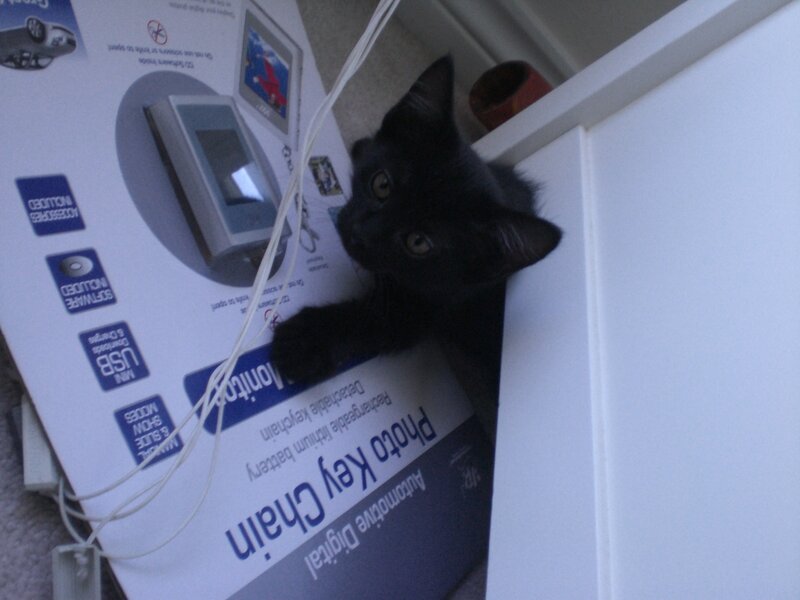 black kitten on box