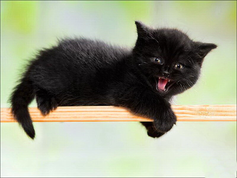 Black Kitten on Branch