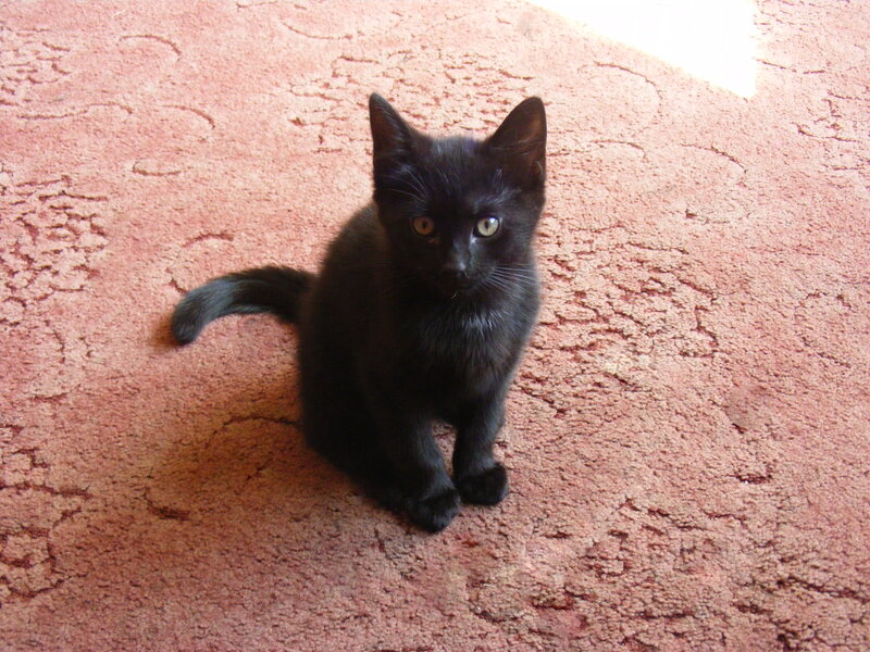 black kitten on carpet