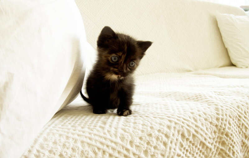 Black Kitten on Couch — White