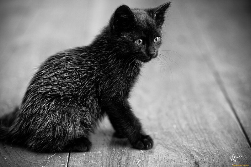 Black Kitten on Floor