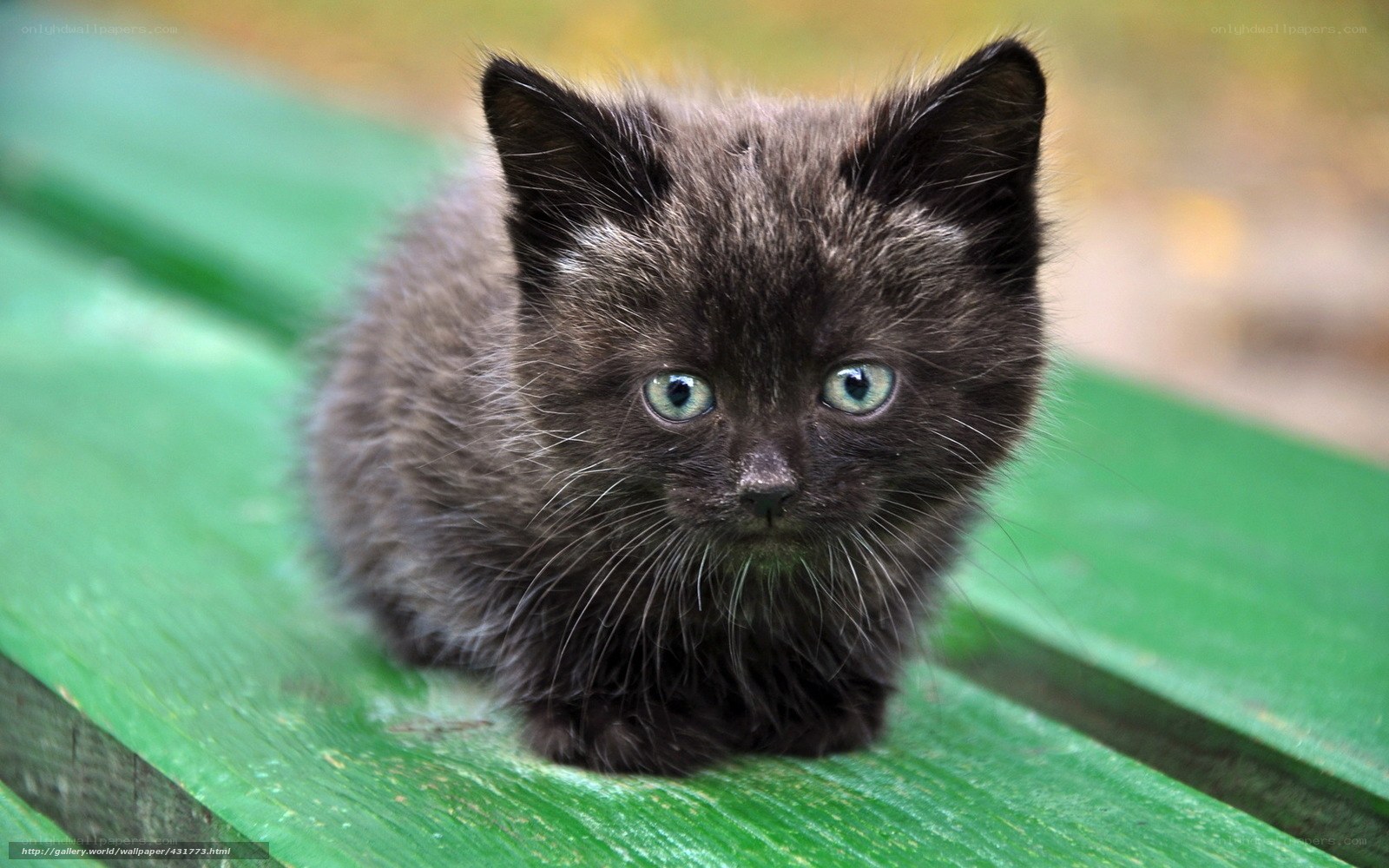 black kitten on green bench