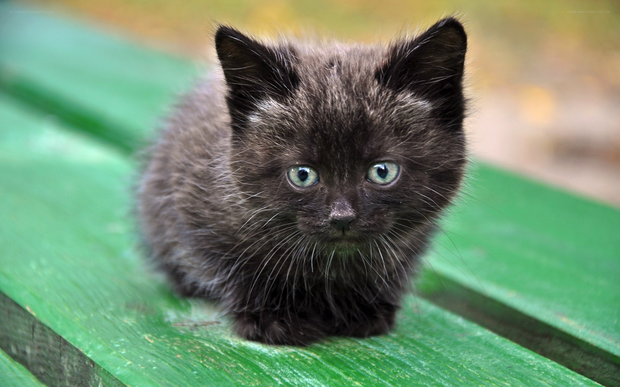 black kitten on green bench