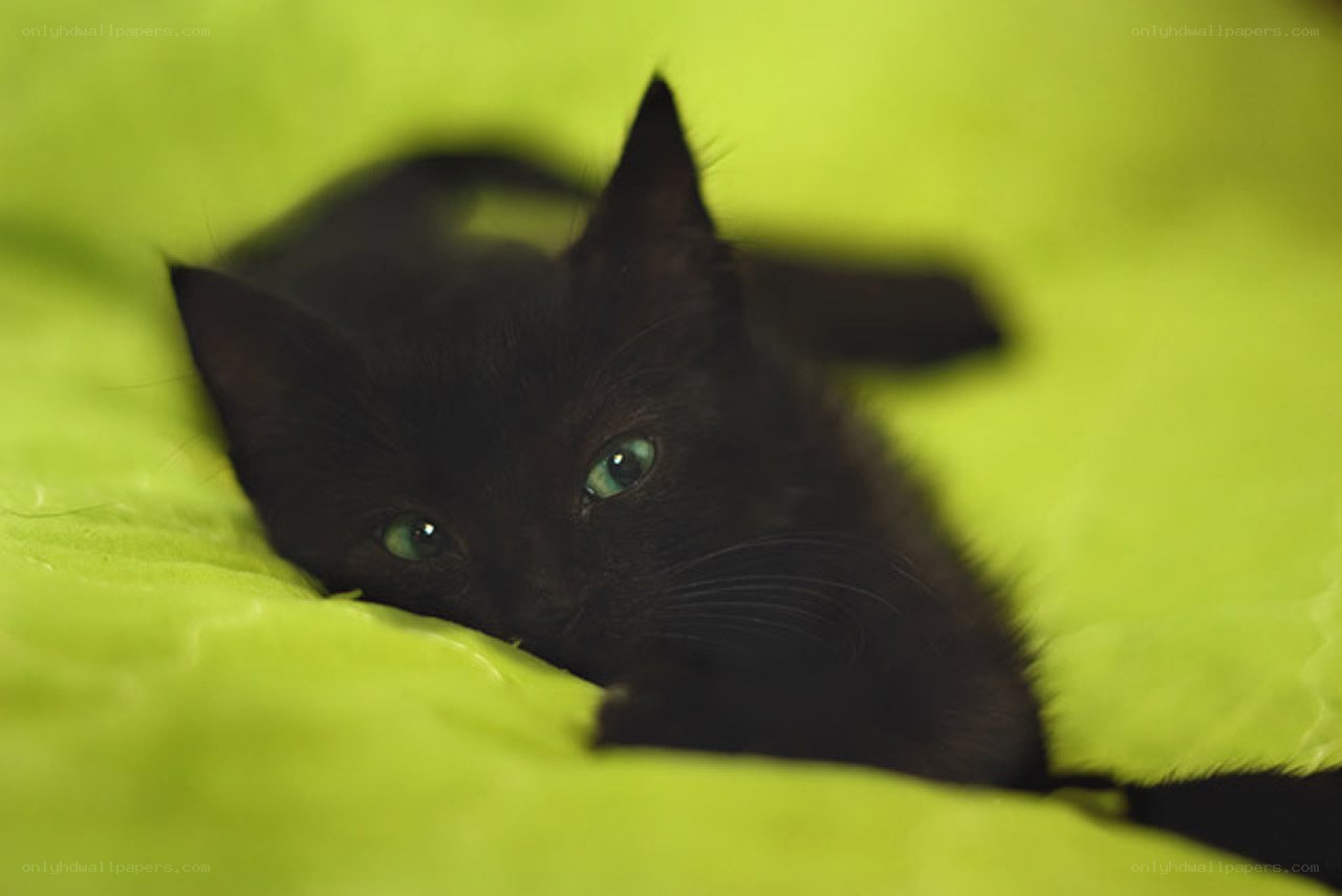 black kitten on green blanket