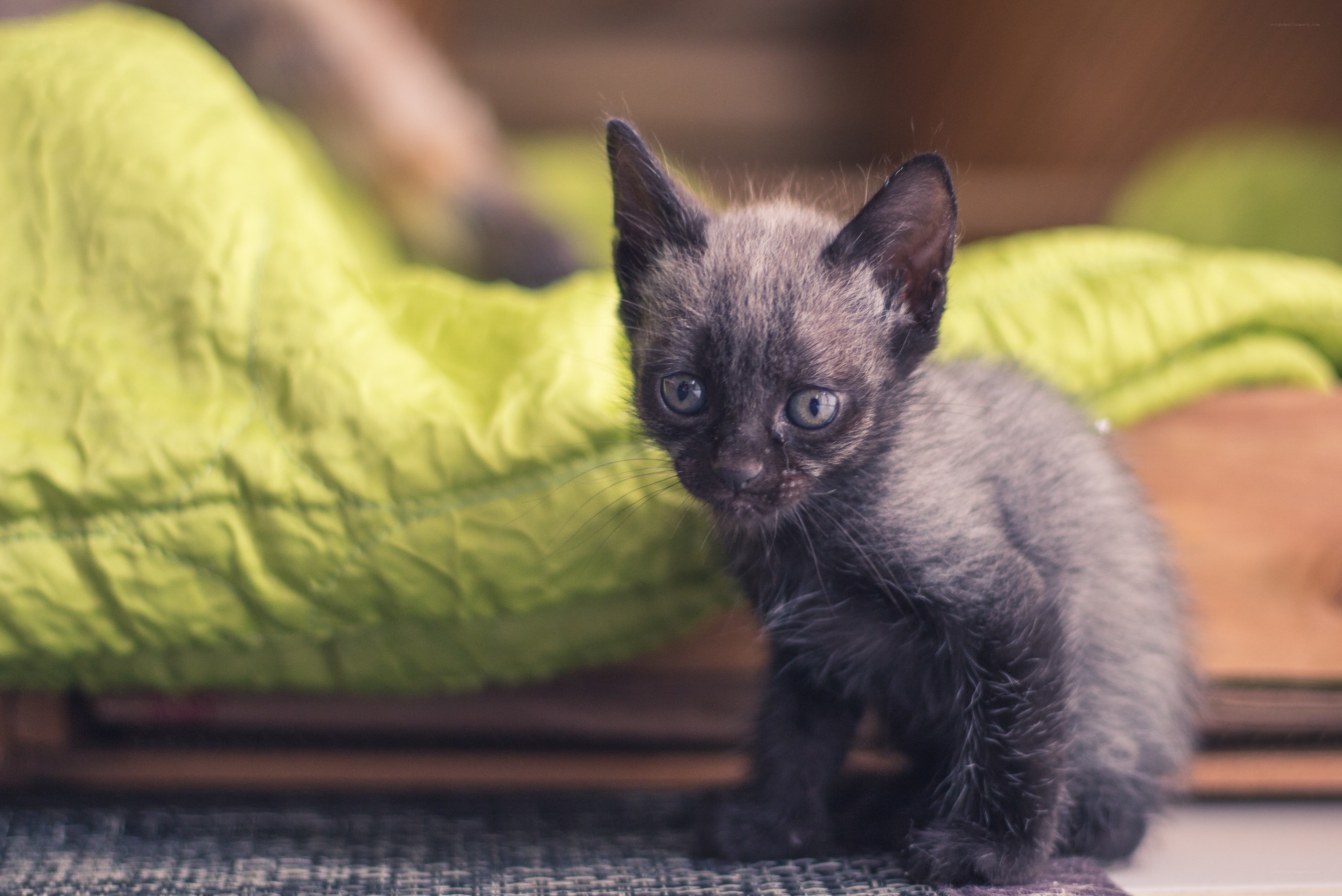 black kitten on green blanket