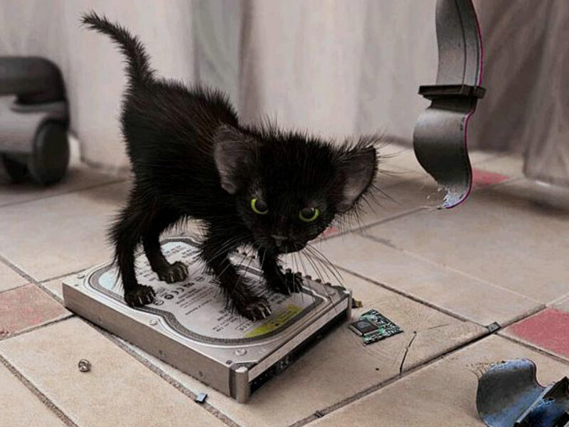 Black Kitten on Hard Drive