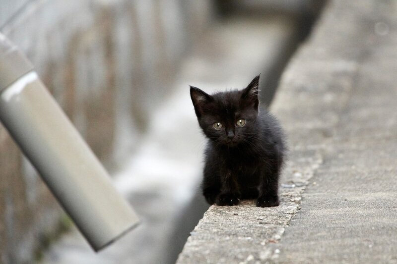 Black Kitten on Ledge