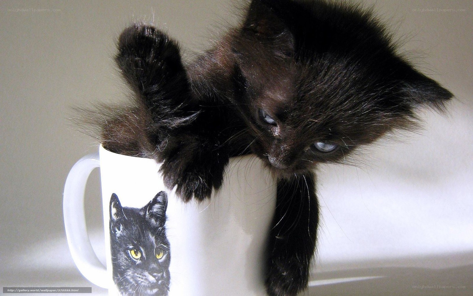 black kitten on mug