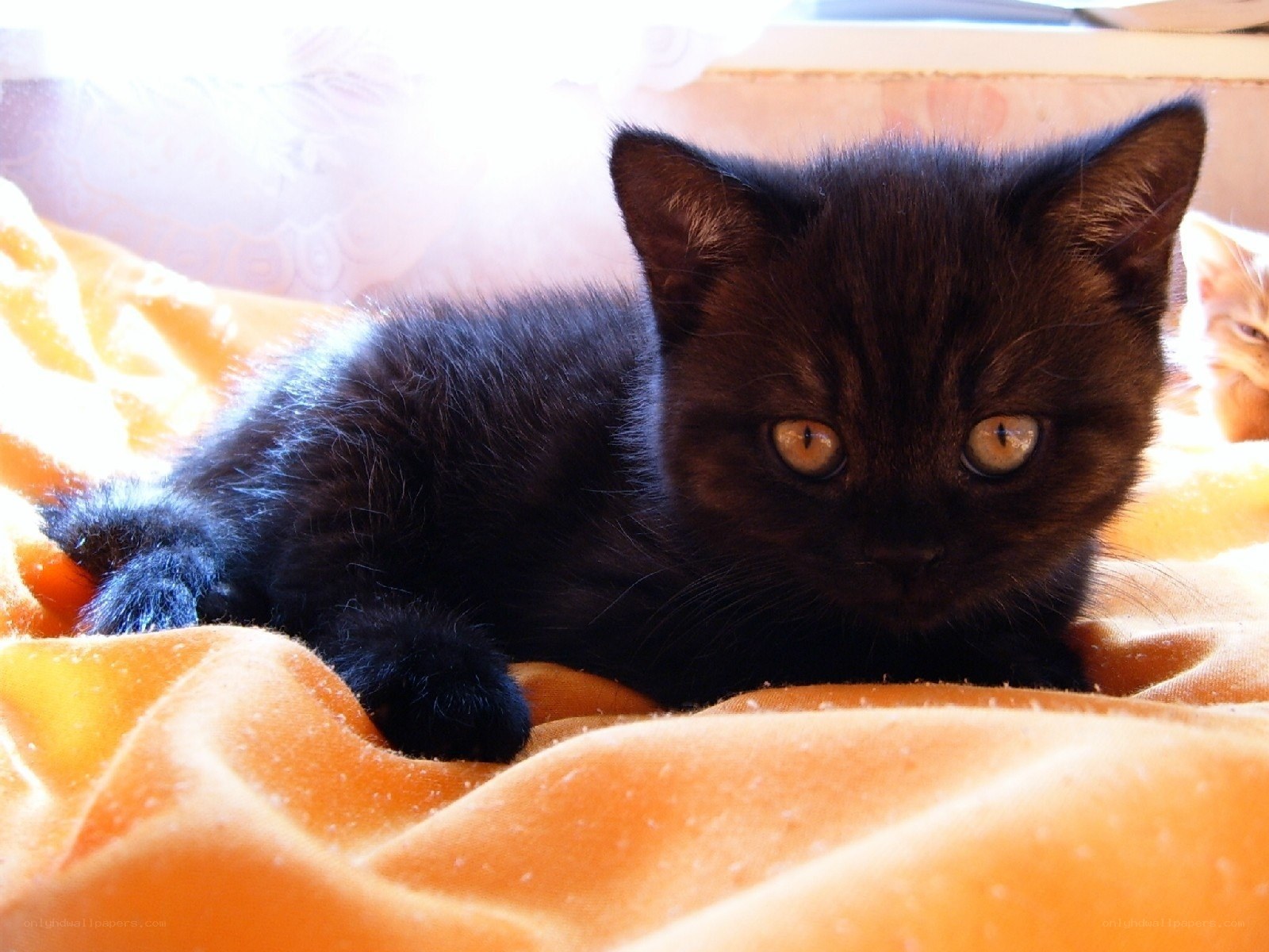 Black kitten on orange blanket