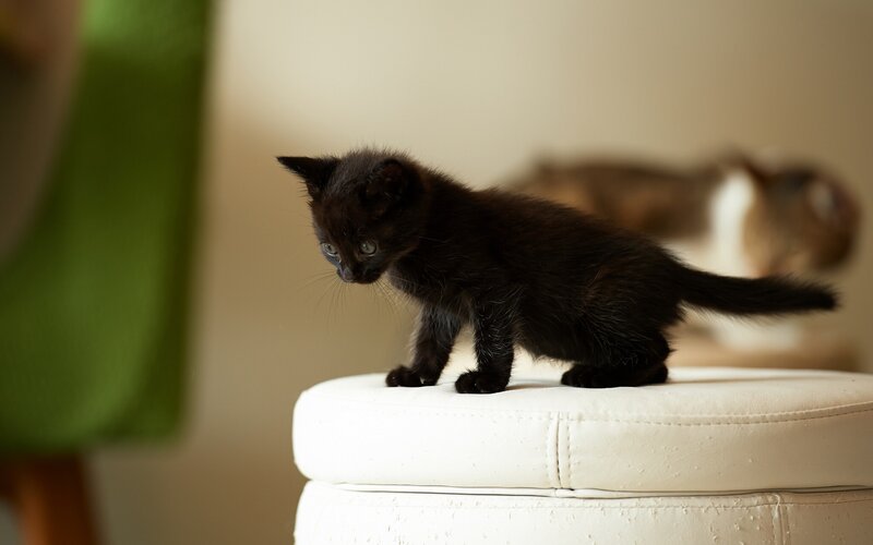 Black Kitten on Ottoman