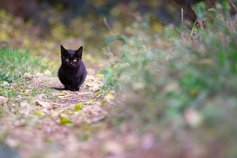 Black Kitten on Path