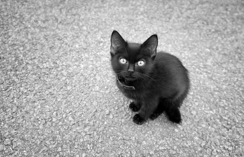 Black Kitten on Pavement — Neutral