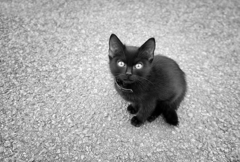 Black Kitten on Pavement