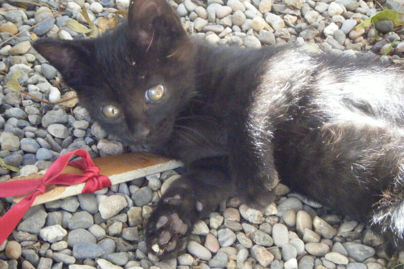 Black kitten on pebbles