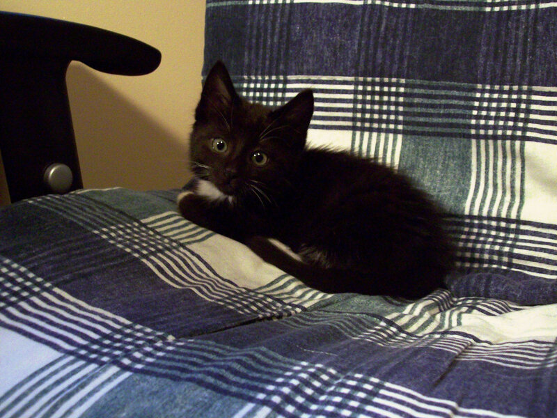 black kitten on plaid blanket