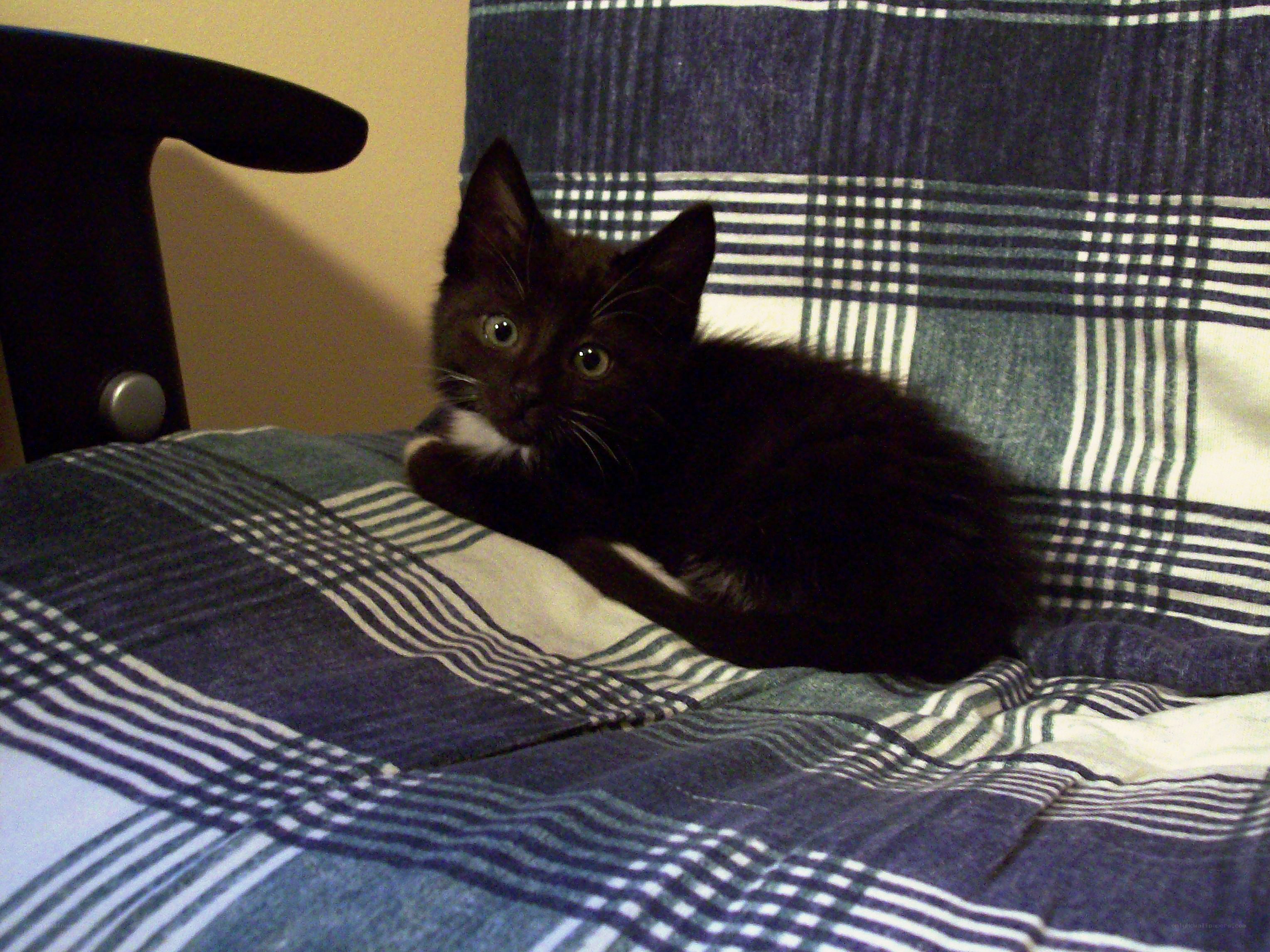 black kitten on plaid blanket