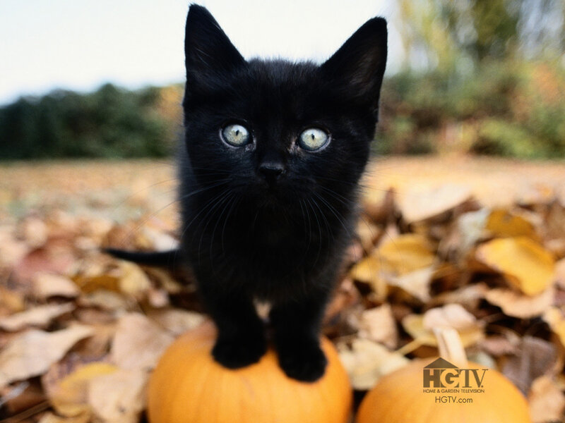 Black Kitten on Pumpkin — Calm