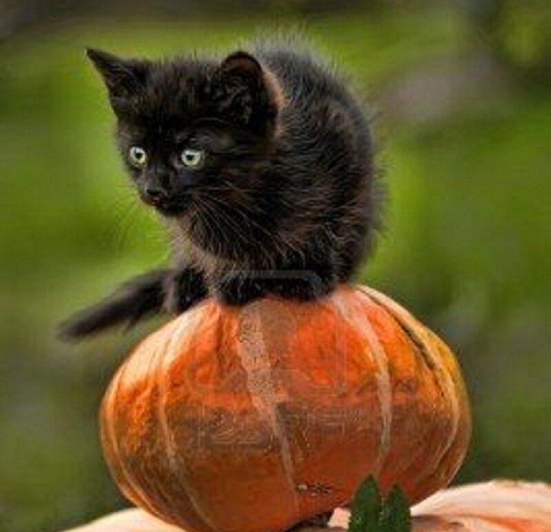 Black Kitten on Pumpkin — Orange, Calm