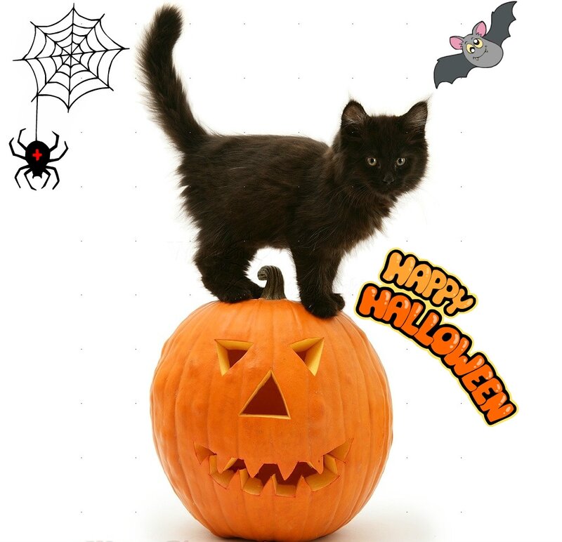 Black Kitten on Pumpkin — Orange, Festive