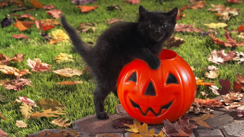 black kitten on pumpkin